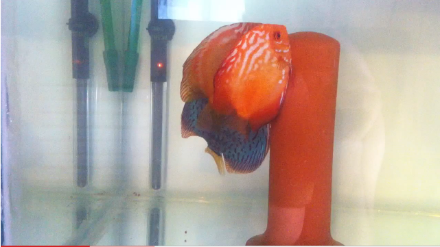 discus-a-3